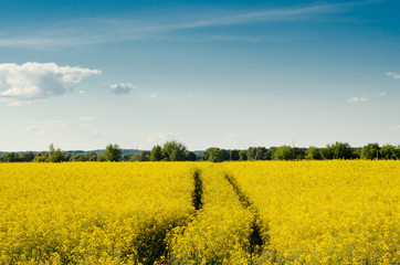 Bright yellow canola field under blue sky summer day