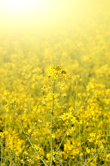 Obraz premium Bright yellow canola field under blue sky summer day