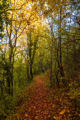 Fototapeta premium The autumn with foliage in the National Park of Abruzzo, Lazio and Molise (Italy) - An italian mountain natural reserve, with little old towns, the Barrea Lake, Camosciara, Forca d'Acero, Val Fondillo