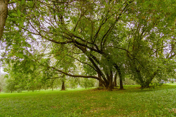Fototapeta na wymiar Green Crooked Trees in the Park