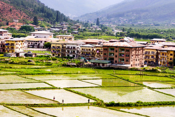 View of Paro valley with green rice field, Paro, Bhutan