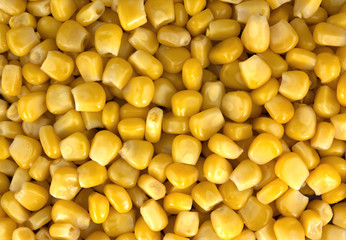 Canned corn background or texture