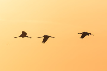 kranichtrio