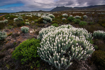 Everlastings, white spring flowers, shine brightly under a stormy sky with mountains in the background.  Cape Point Nature Reserve, South Africa