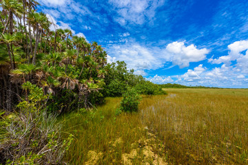 Fototapeta na wymiar Mahogany Hammock Trail of the Everglades National Park. Boardwalks in the swamp. Florida, USA.
