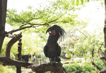 Black palm cockatoo (Probosciger aterrimus) perching on the branch