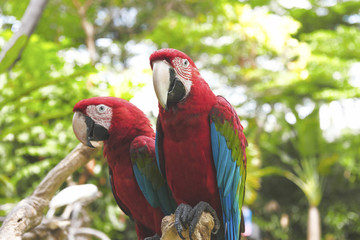 Two beautiful scarlet macaws (Ara macao) sitting on tree branch