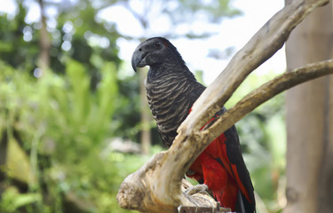 Pesquet's parrot (Psittrichas fulgidus)