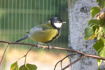 Tit bird