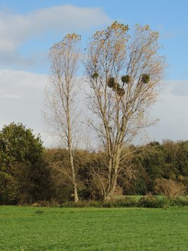 Pappeln mit Misteln bei Neersen am Niederrhein