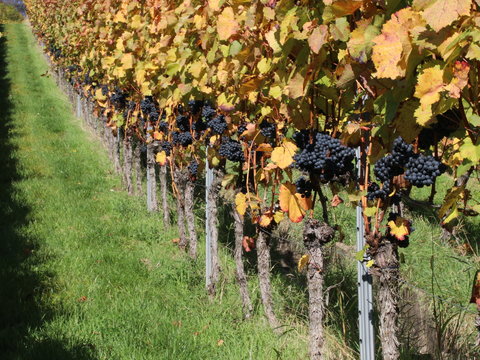 Weinberge im Herbst