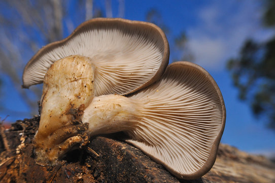 Oyster mushroom or Pleurotus ostreatus background photo close-up. Healing and easily cultivated mushroom