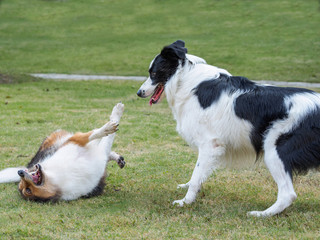 Two sheepdogs in the park on the grass outside. Border collie standing with astonish expression and Shetland sheepdog laying on back on ground.
