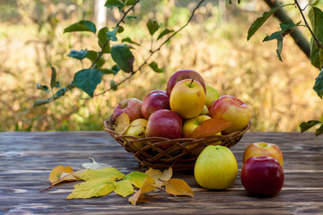 Apples in basket