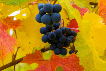 Red Wine Grapes on Grapevine in Fall season Oregon USA America