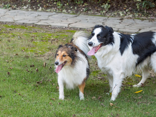 Two sheepdogs in the park on the grass outside. Border collie and Shetland sheepdog standing on ground.