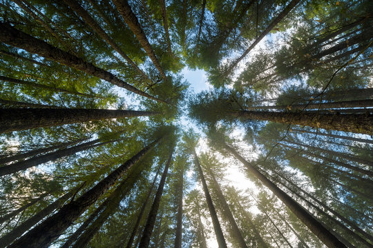 Fototapeta Towering Fir Trees in Oregon Forest State Park USA America
