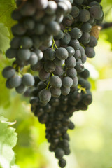 Grapes