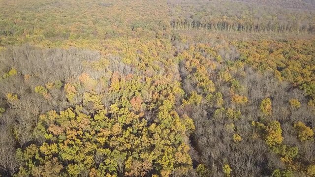 autumn forest from a bird's eye view