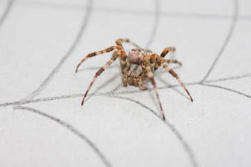 Spider Crusader on a light background. one spider, close up. drawn on the web..