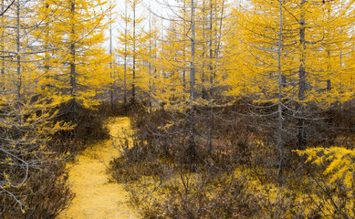 Fototapeta premium autumn trail