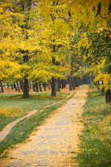 Naklejka premium walkway with autumn trees in park, green grass and yellow leaves