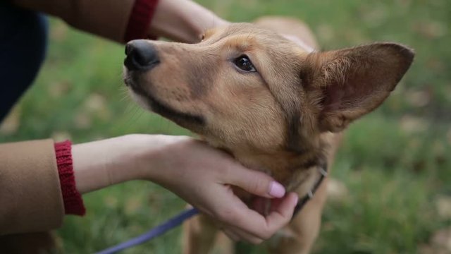Females hands stroking cute puppy outdoors