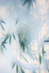 Naklejka premium Green bamboo in the fog with stems and leaves behind frosted glass