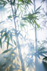 Fototapeta premium Zielony bambus we mgle z łodygami i liśćmi za matowym szkłem