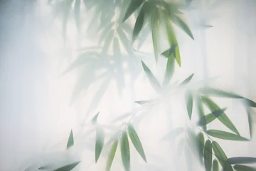Deurstickers Bamboe Groene bamboe in de mist met stengels en bladeren achter matglas