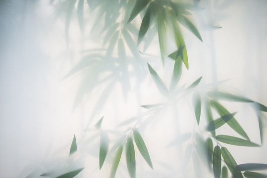Green bamboo in the fog with stems and leaves behind frosted glass © Raman Maisei
