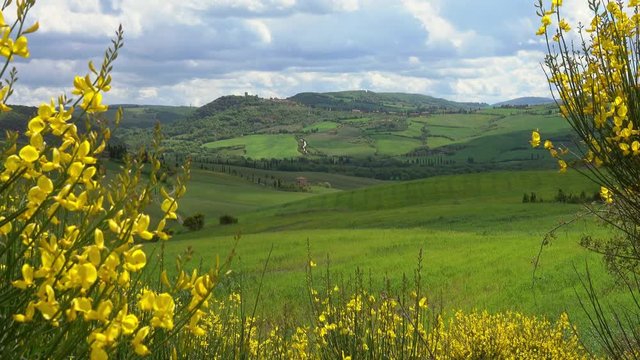Tuscany hills landscape with yellow flowers on foreground, Italy, 4k
