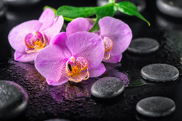 Fototapeta na wymiar beautiful spa composition of blooming twig lilac orchid flower, green leaf with dew and zen basalt stones, close up