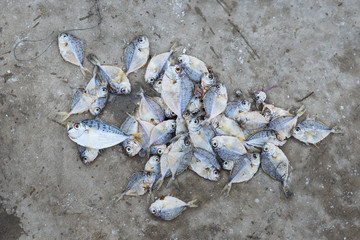 Dead fish on concrete floor.Thailand.