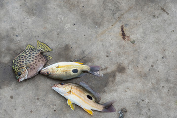 Dead fish on concrete floor.Thailand.