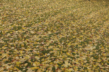 Autumnal lawn. Fallen yellow leaves on green grass