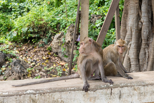 Monkeys on stone wall in garden.Thailand.