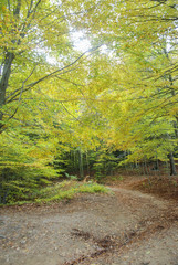Fototapeta na wymiar Colores de otoño