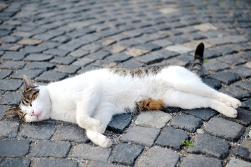 Cat sleeping on a cobblestone street