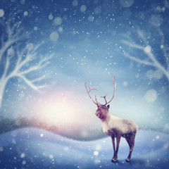 Reindeer in winter