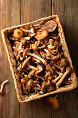 Forest Mushrooms harvest on wood