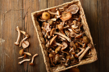 Wild mushrooms in basket