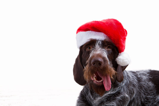 Black dog in santa outfit
