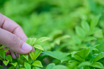Female hand holding green leaves over the green bokeh background.