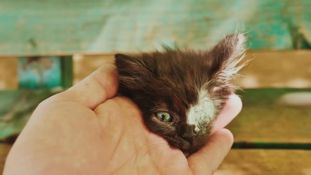 Blind the one-eyed kitten. Seams. Without eyes. A recently performed surgery to amputate the eye. Disabled.