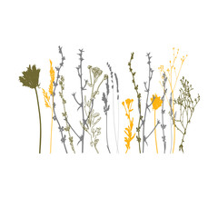 Meadow grasses, herbs and flowers outlines.