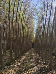 Camino entre árboles de hoja caduca