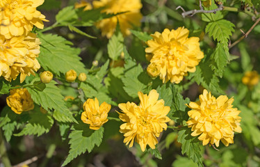 Gefüllter Ranunkelstrauch, Kerrie