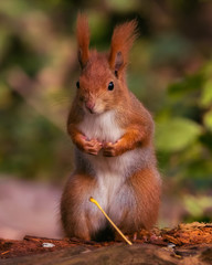 Naklejka na ściany i meble European red squirrel in cute pose 
