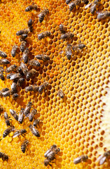 Bee honeycombs with honey close up, a natural background